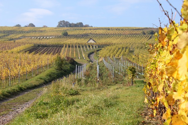 Vignoble de Dorlisheim  l'automne,  15 minutes du Gite en Alsace